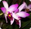 Laelia anceps Guerrero x Ca. labiata rubra